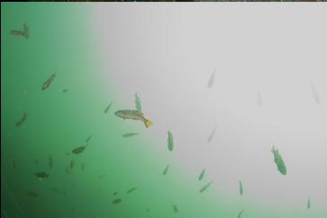 SCHOOL OF JUVENILE ROCKFISH IN SHALLOWS