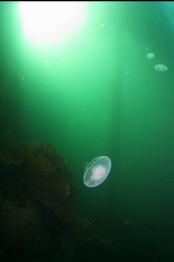 moon jellies under dock