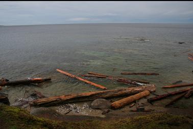 logs on beach on other side of point
