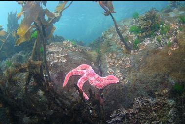 seastar in shallows