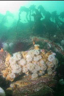 small anemones and stalked kelp