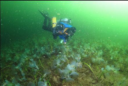 hooded nudibranchs on eelgrass