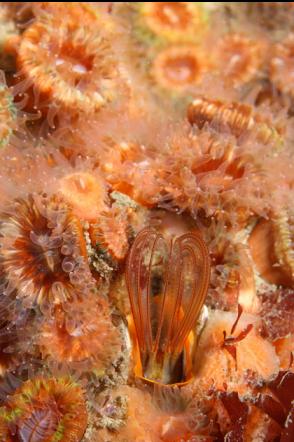 barnacle and cup corals