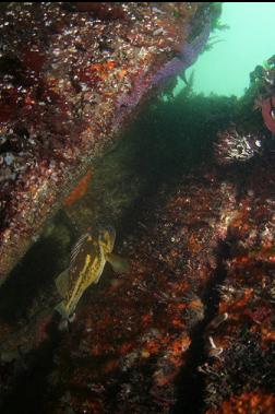 COPPER ROCKFISH IN SHALLOWS