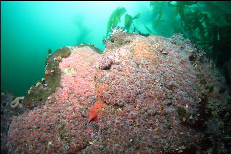 strawberry anemones