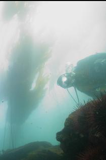 URCHINS, KELP AND SUNSHINE