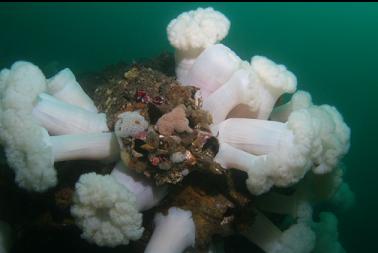 plumose anemones