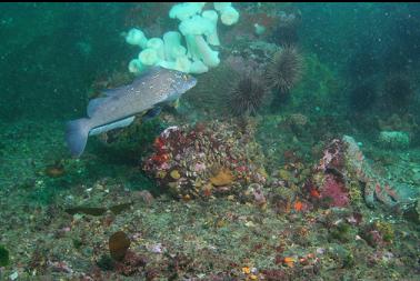 kelp greenling