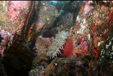 anemone in shallows