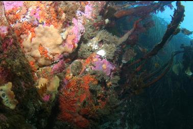 tunicates, etc on rocks