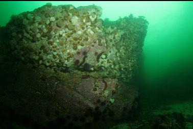 small anemones, etc on wall