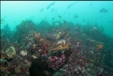 copper rockfish with black rockfish in background