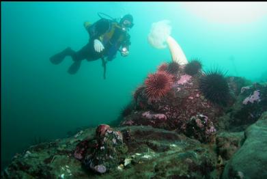 plumose anemone and urchins at base of reef