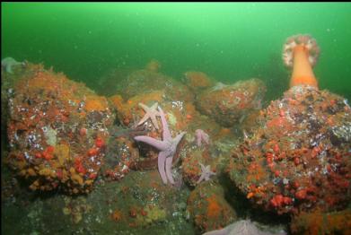 seastars, tunicates, etc.