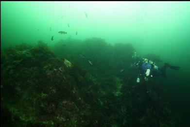 black rockfish on ledge