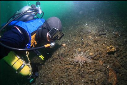 nudibranch under dock