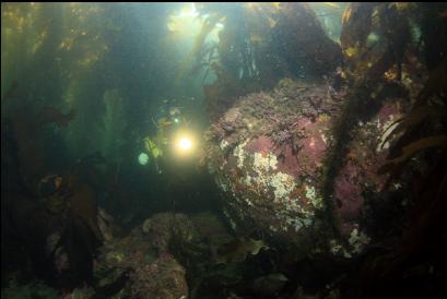 boulder under kelp