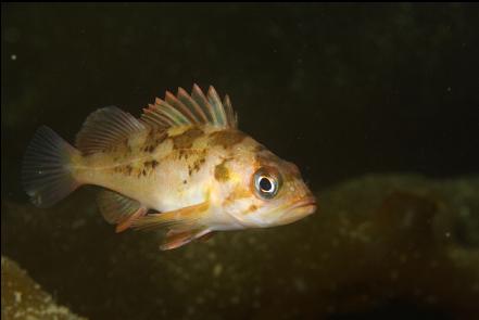juvenile copper rockfish