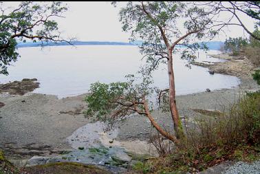 ARBUTUS TREE ABOVE BEACH