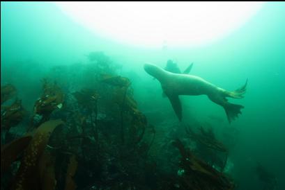 sealion and stalked kelp