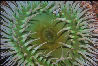 GIANT GREEN ANEMONE