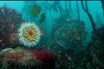 FISH-EATING ANEMONE AND KELP GREENLING