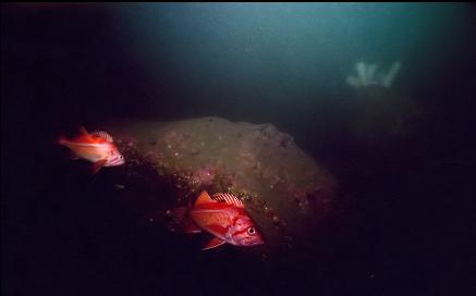 CANARY ROCKFISH