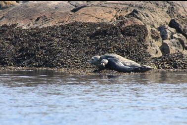 seals