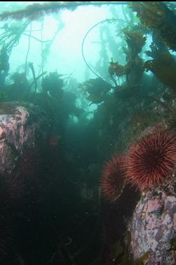 urchins in shallows