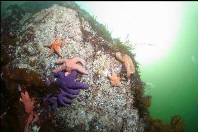 variety of seastars