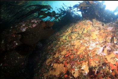 side of rock in shallows