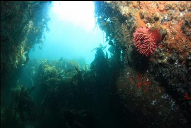 anemone at entrance to "tunnel"