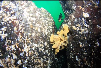 cloud sponge in crack