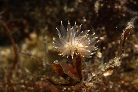 nudibranch