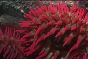 FISH-EATING ANEMONES