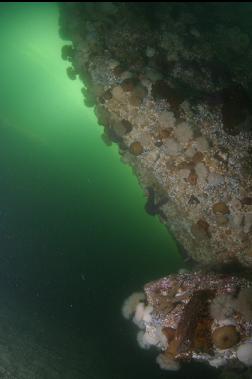 ANEMONES IN CAVERN