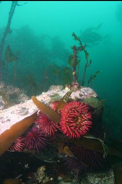 fish-eating anemone