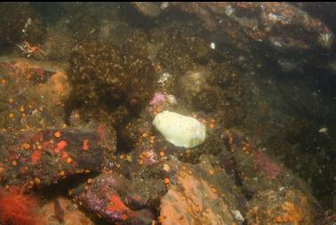 nudibranch