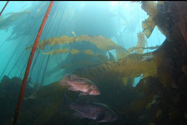 rockfish in kelp