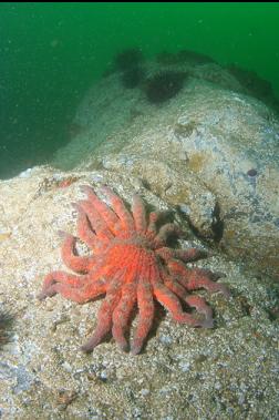 sunflower star on first dive