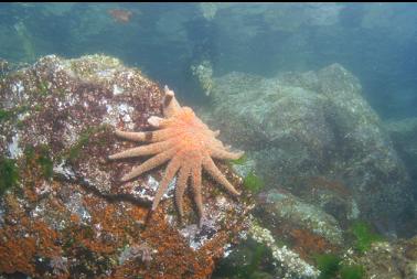 another sunflower star near surface