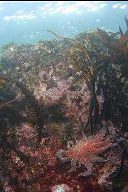 seastar in shallows