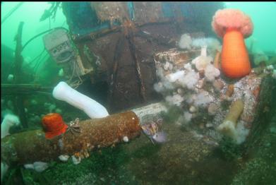 copper rockfish in middle of picture