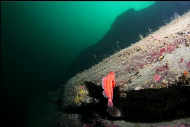 yelloweye rockfish