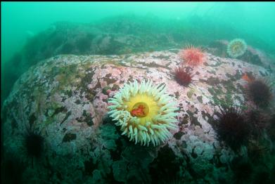 fish-eating anemones on sloping reef