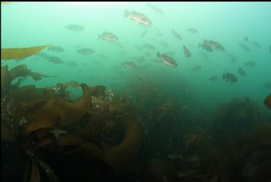 rockfish school near small bay