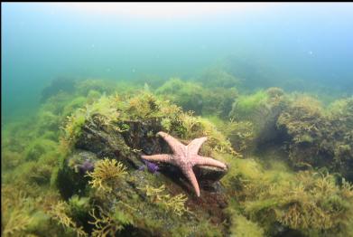 seastar in shallows