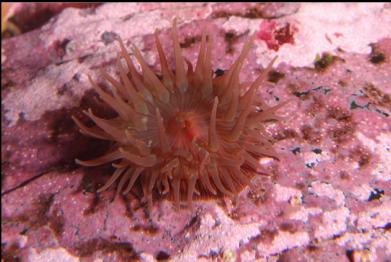 anemone and coraline algae