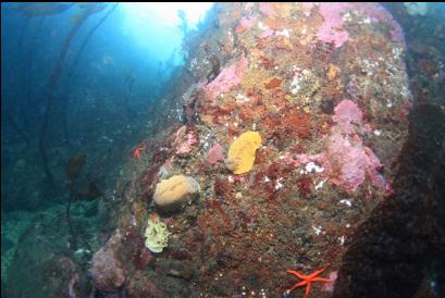 nudibranchs