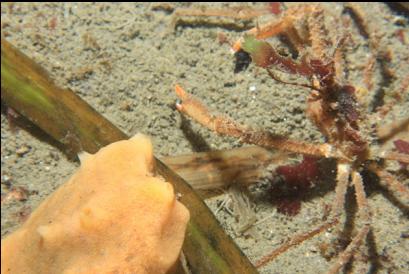 crab and sponge